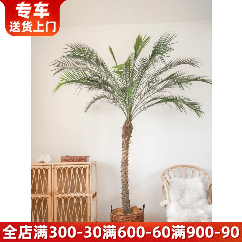 针葵盆栽 棕榈科植物椰子树 北欧风热带风格室内阳台户外庭院绿植