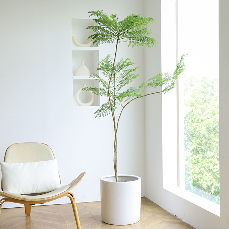 蓝色的花楹盆栽大型绿植室内客厅落地大号玄关办公室造型植物净化
