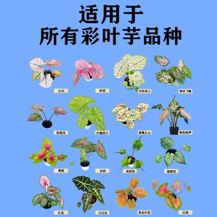 彩叶芋肥料观叶芋类植物专用肥彩芋种球盆栽营养液黄叶黑斑白粉病