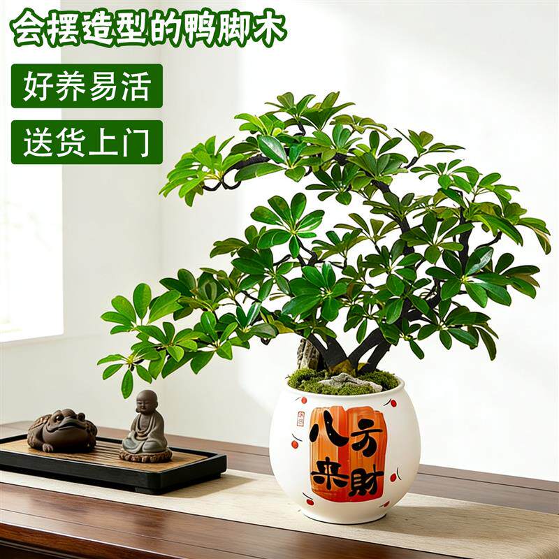 鸭脚木盆栽客厅旺宅桌面植物入户玄关八方来财盆景办公室绿植卧室