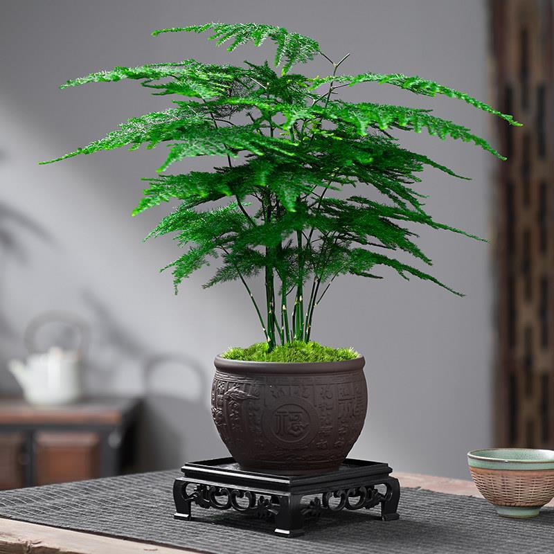 中式文竹盆栽植物室内客厅中式禅盆景办公桌面花卉创意迷你小绿植