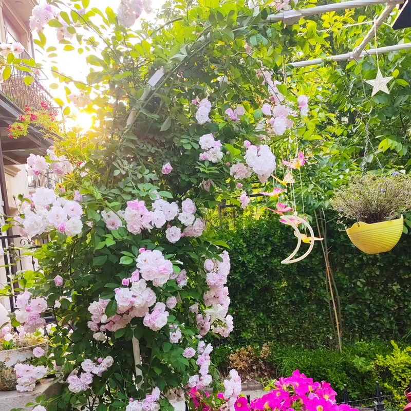 拱门爬藤花架包塑花园铁艺支架植物月季葡萄架阳台攀爬架拱形架