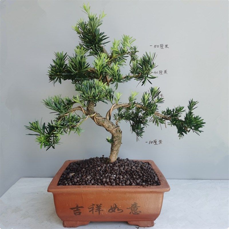 迎客松盆景真树盆景一物一拍大型植物室外老桩绿植盆栽雀舌罗汉松