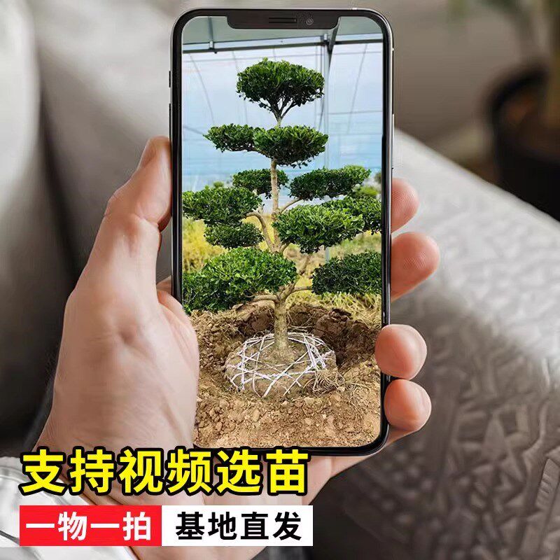 小叶黄杨树庭院别墅造型雀氏黄杨盆景树四季常青树苗绿化进化空气