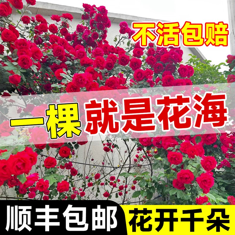 蔷薇花苗爬藤四季开花月季花苗蒂娜盆栽带花苞浓香型藤本爬墙花卉