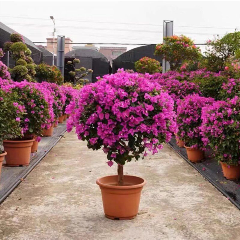 三角梅盆栽带花发货棒棒糖老桩四季开花绿植阳台庭院耐热好养花卉