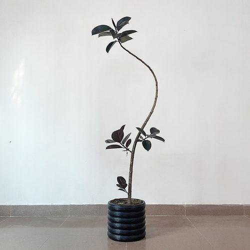 飘枝造型橡皮树黑金刚北欧室内客厅大型绿植盆栽落地植物好养
