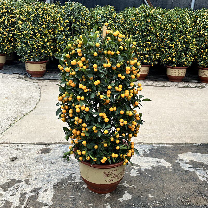 金桔树盆栽带果年桔可食用橘子果树室内客厅大型绿植四季好养盆景
