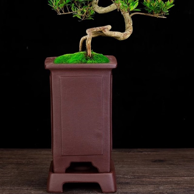 紫砂花盆方形精品客厅文竹子盆景盆带底座松柏文竹盆栽兰花盆包邮