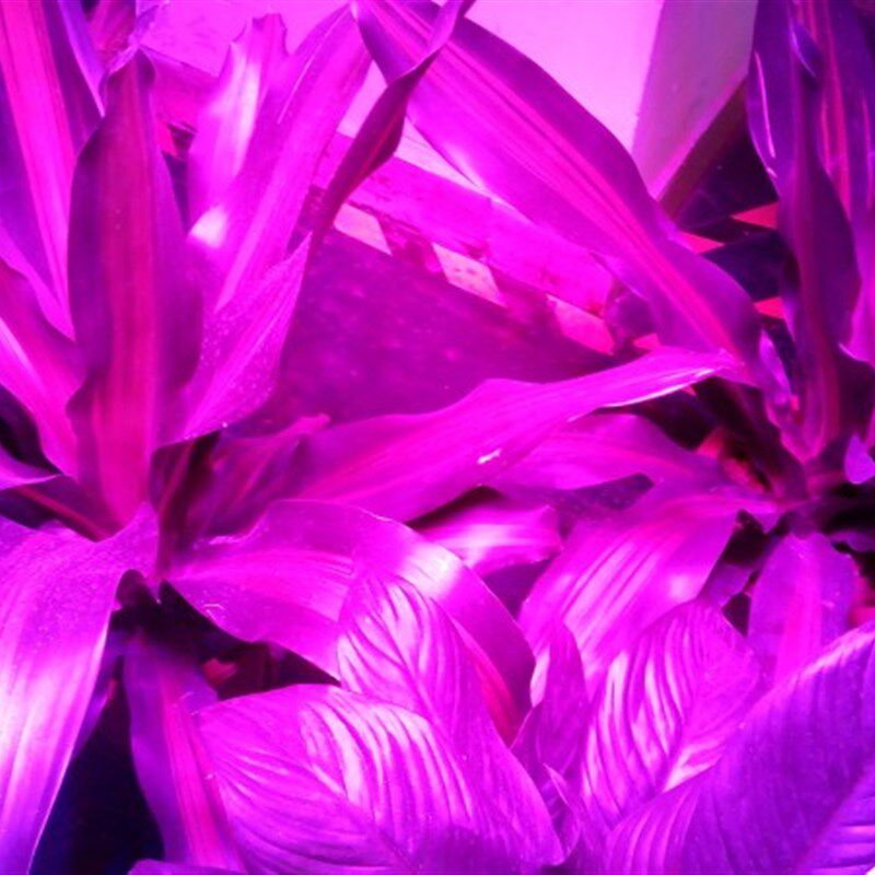 LED全光谱防水20W30W50W植物投光灯室外生长补光多肉大棚卉太阳灯