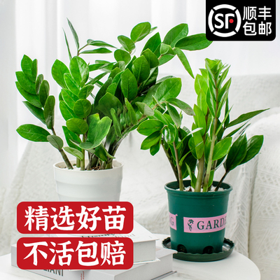 金钱树盆栽四季好养易活室内客厅花卉绿植物招财大摇钱串发财树苗