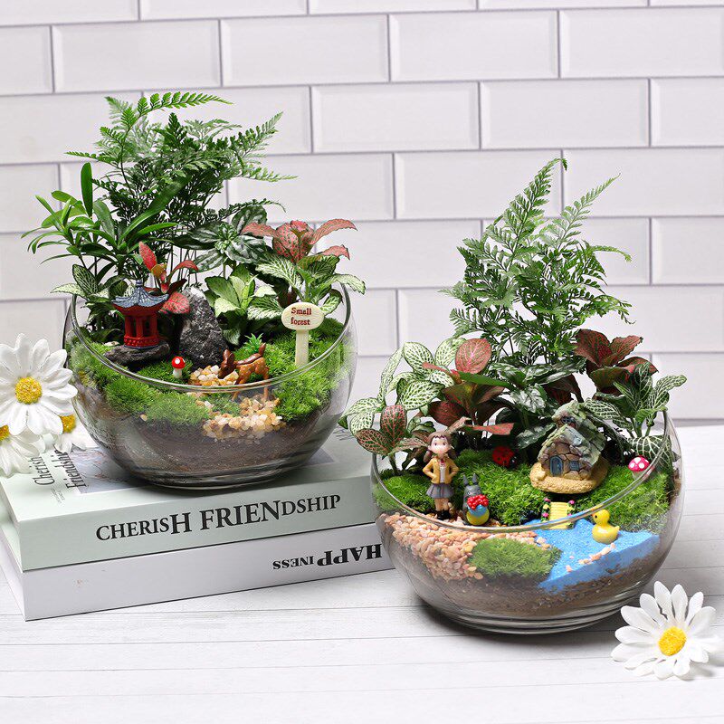 18切儿童种植小盆栽diy鲜活植物苔藓微景观材料包生态瓶创意套装