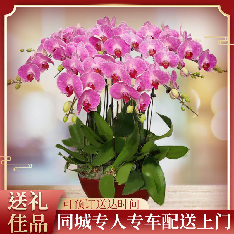 蝴蝶兰大花蕙兰杜鹃盆栽鲜花速递同城天津北京上海广州花店配送