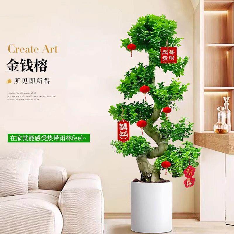 金钱榕树盆栽办公室内大型植物招财摇钱树客厅发财树盆景乔迁送礼