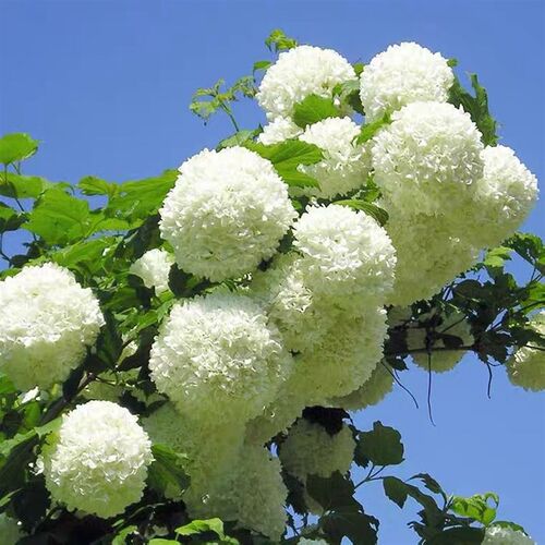 中华木本绣球花树苗盆栽大花型斗球四季开庭院别墅耐寒花卉绿植物