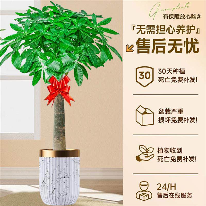 发财树大型盆栽室内绿植客厅大棵植物步步高招财树办公室乔迁开业