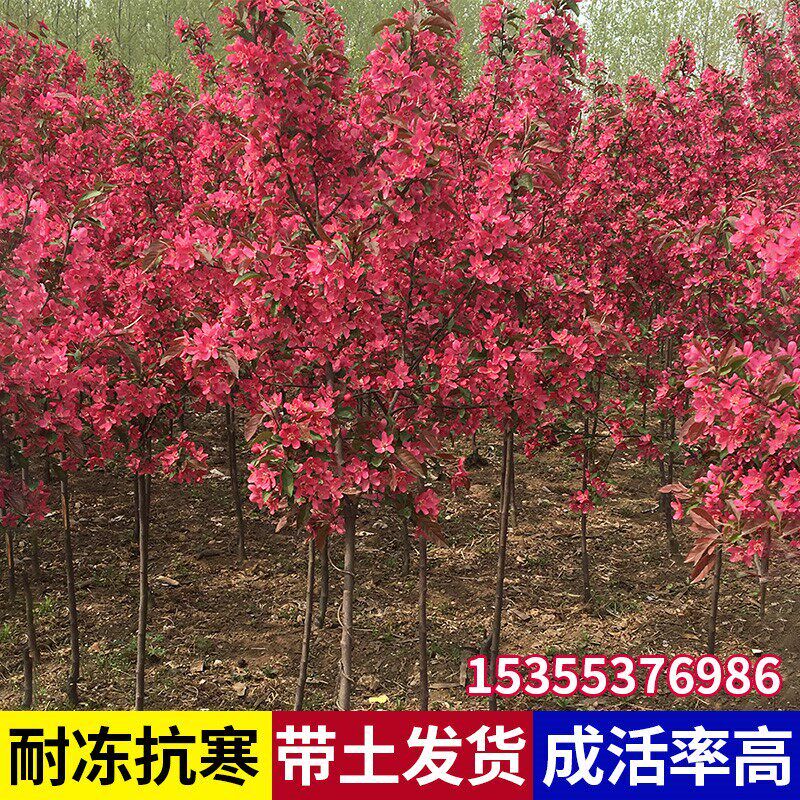 海棠花树苗西府垂丝四季海棠花苗别墅庭院盆栽北美耐寒大型风景树