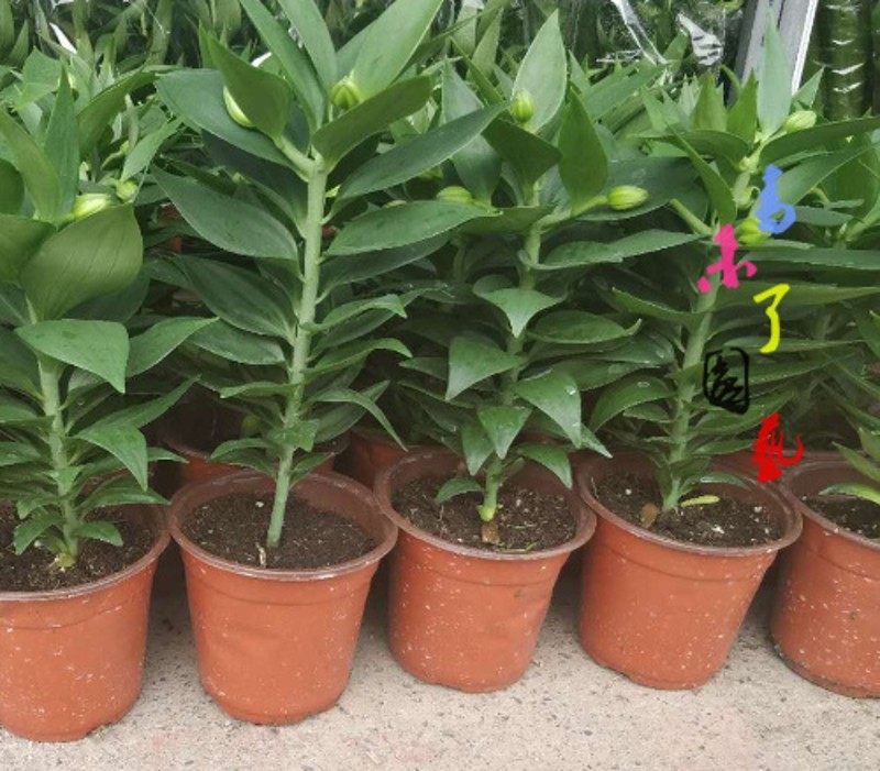 塑料双色育苗红黑软花盆育苗营养钵加厚耐用整包邮草莓简易厂家发