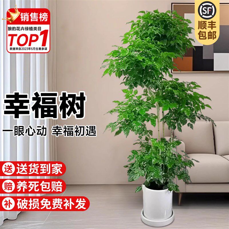 幸福树客厅大盆栽大型老桩绿植室内发财树平安树盆景植物四季好养