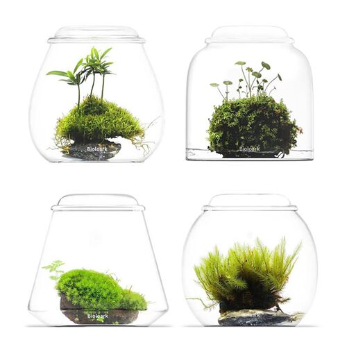 Bioloark生物方舟泡泡杯高硼硅苔藓斗鱼微景观生态瓶露集杯瓶