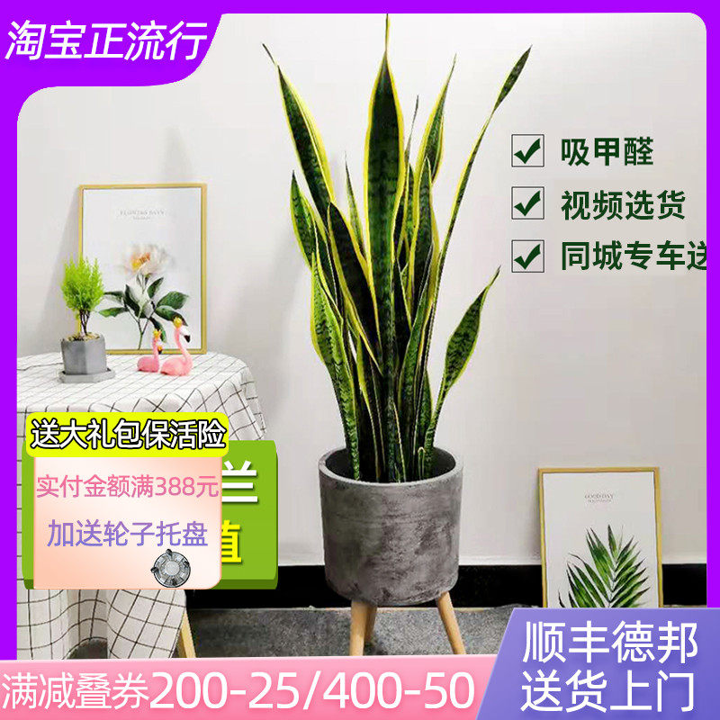 虎皮兰盆栽虎尾兰植物大金边净化空气室内吸甲醛防辐射懒人绿植