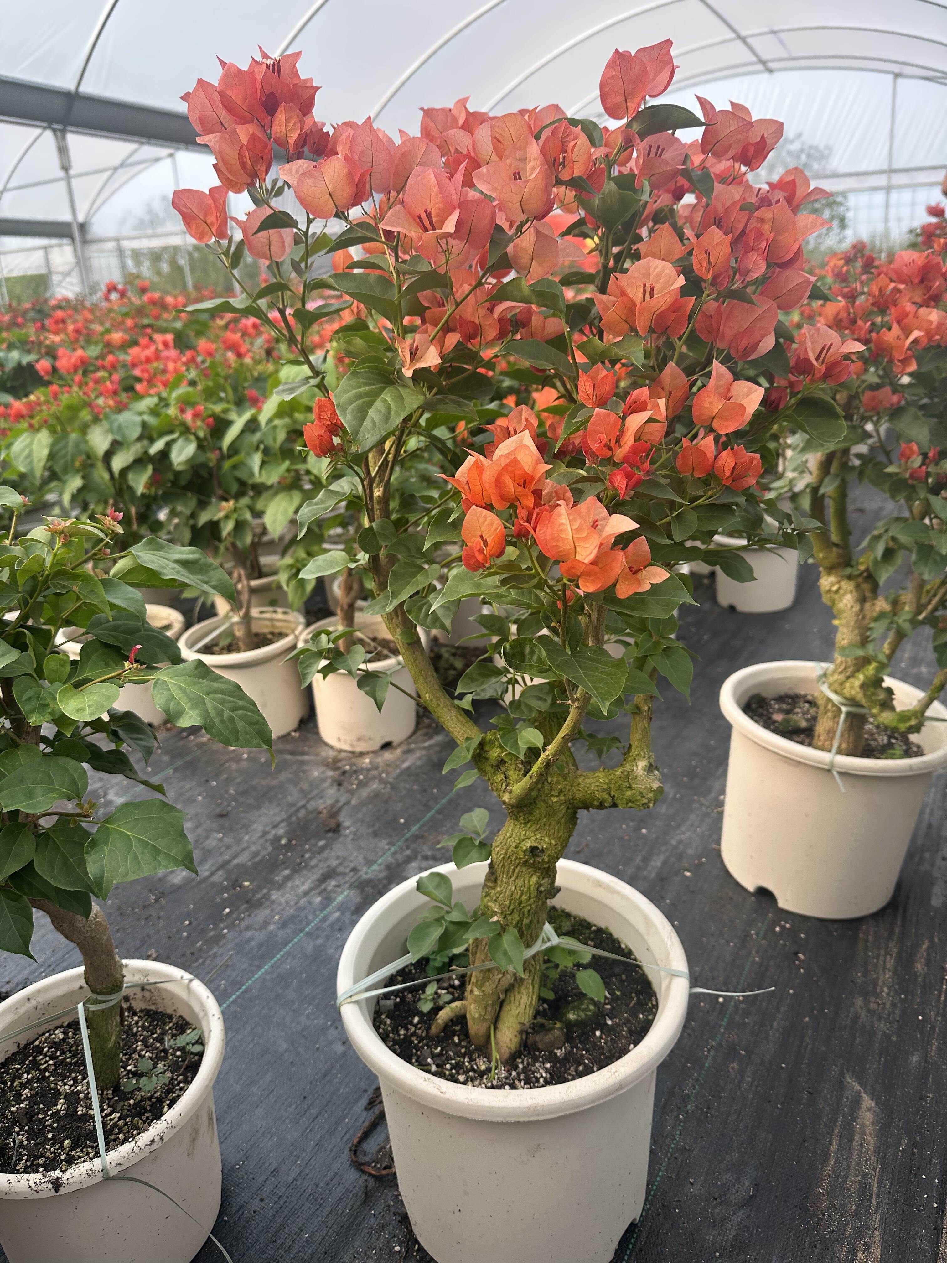 不甜西瓜三角梅盆栽带花老桩绿植花卉重瓣树苗室内阳台爬藤植物