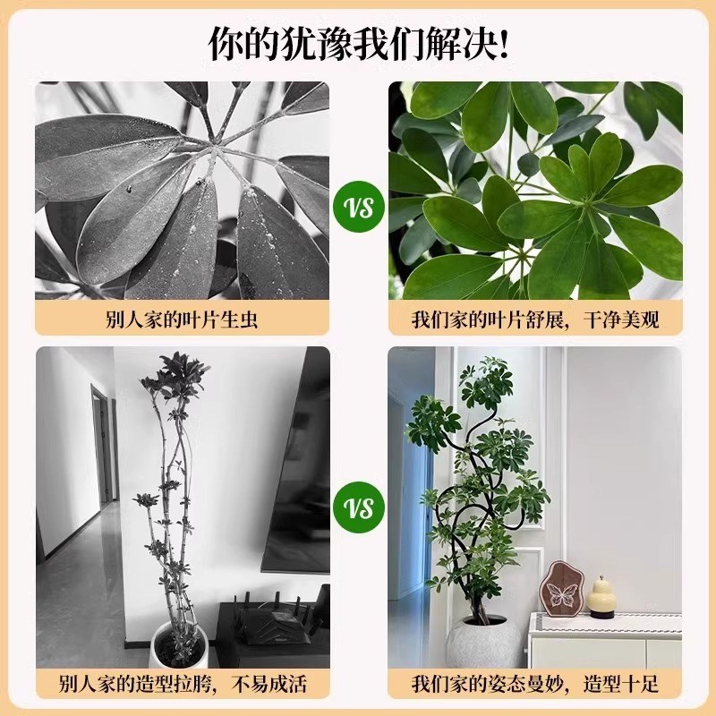 造型鸭脚木客厅大盆栽室内落地式大型鸭掌木鹅掌柴四季常青绿植物