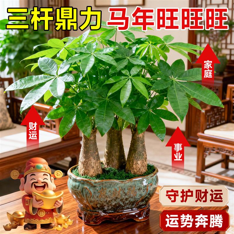 三杆发财树小盆栽办公室绿植桌面室内植物四季常青招财树好养送礼