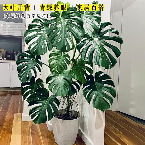 大叶龟背竹客厅大盆栽室内植物办公室电视柜大型落地绿植老桩好养