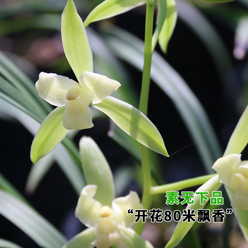 水培植物兰花盆栽建兰室内好养耐寒浓香型兰草名贵花卉夏带花托苞