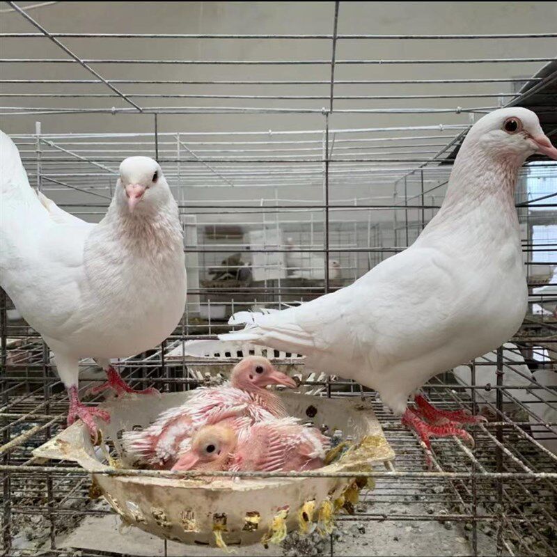 鸽子活体种鸽一对家养鸽土鸽子活苗幼鸽肉鸽活物瓦灰鸽信鸽活鸽子