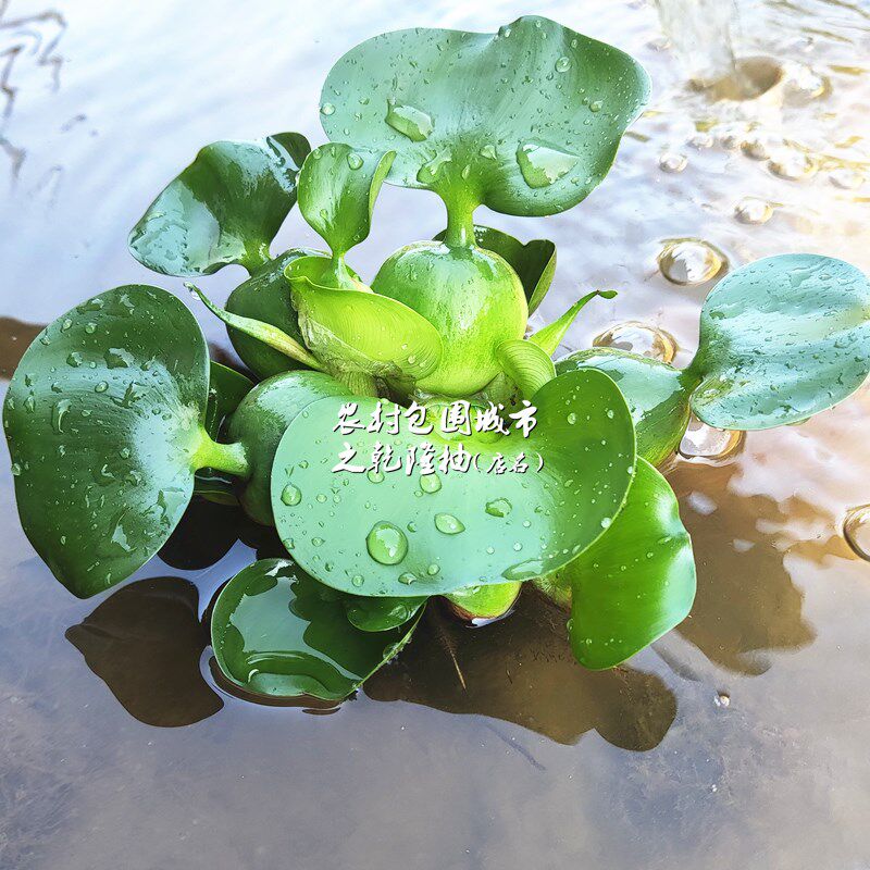 浮萍水草植物鱼缸造景培植物塘湖和鱼龟共养冒泡净化污水芙蓉葫芦