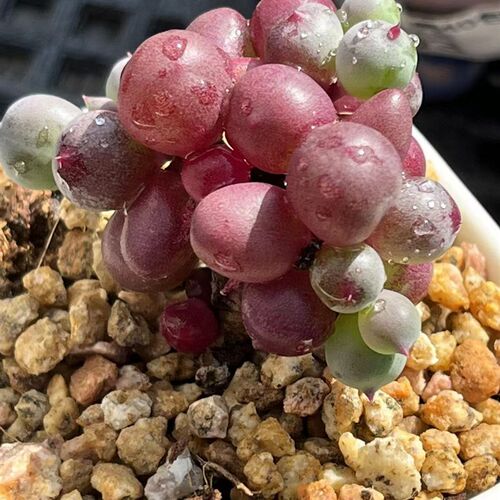 紫色泡泡多肉圆圆的小葡萄很可爱哦 花卉绿植室内绿公主多肉