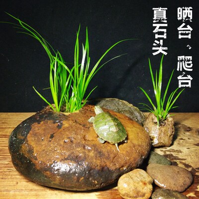 天然石头 乌龟晒台爬台 爬宠造景装饰 菖蒲攀附石蜘蛛食盒饮水盆