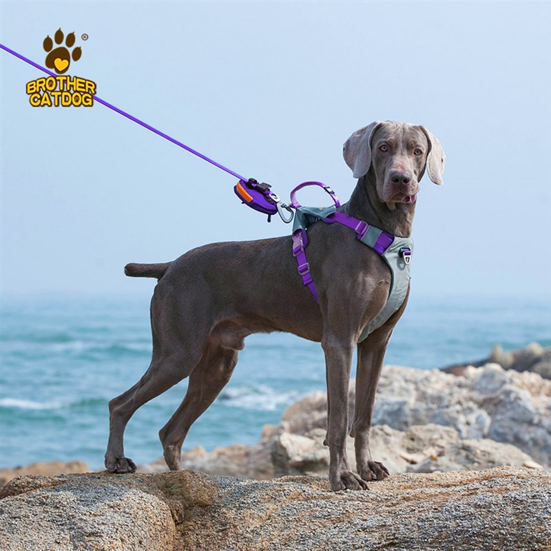 狗狗牵引绳小型中大型犬狗链子狗绳宠物胸背带套装宠物用品遛狗