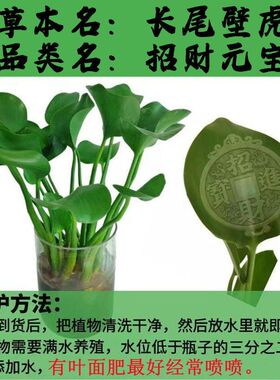 水培植物招财元宝水养植物竹柏办公室内好养绿植花卉盆栽四季常青
