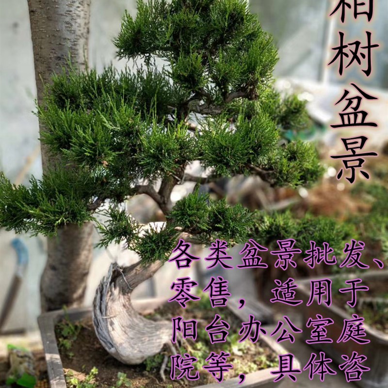 枣庄石榴盆景古桩树苗阳台庭院盆栽自家石榴老桩盆景园艺果木盆景