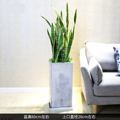 深圳虎皮兰盆栽去甲醛出异味净化空气绿植客厅虎尾兰植物同城花卉