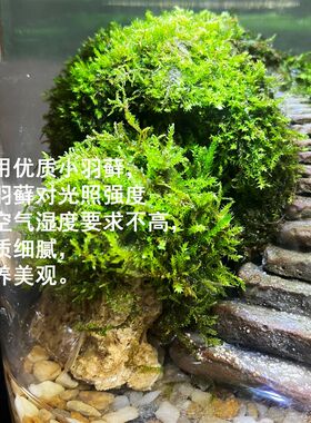 闷养生态瓶苔藓迷你玻璃瓶辣椒蟹爬虫饲养微景观阶梯造景成品发货