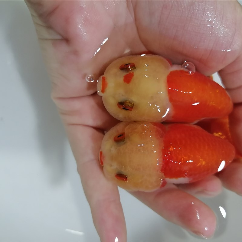 活体金鱼淡水冷水小型观赏鱼兰寿泰狮鱼场直发包邮