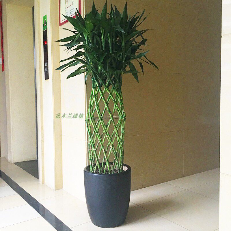 深圳富贵竹笼盆栽开运竹大型绿植办公室客厅室内净化空气花卉盆景