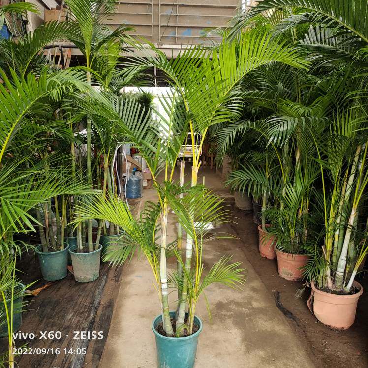 散尾葵老桩凤尾竹基地直销室内客厅庭院绿植盆栽吸甲醛净化客气