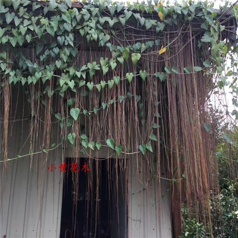 爬藤植物珠帘藤苗 阳台庭院盆栽锦屏藤 珠帘藤苗 一帘幽梦富贵帘