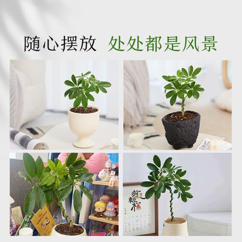 造型鸭脚木盆栽八方来财鹅掌柴客厅办公室内桌面真绿植好养活四季