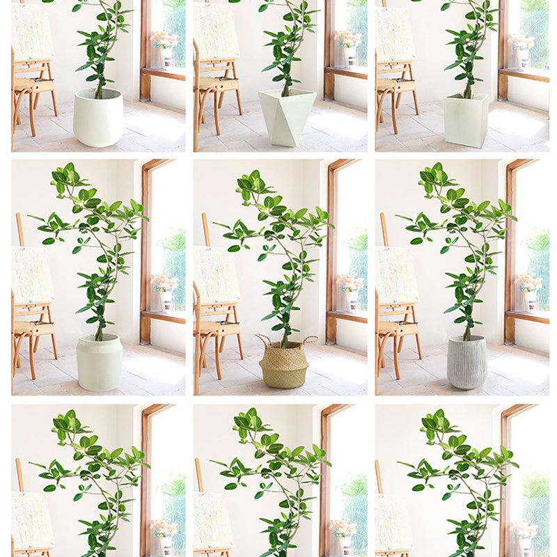 高山榕青叶橡皮树盆栽室内大型绿植盆景轻奢客厅绿植大型植物落地