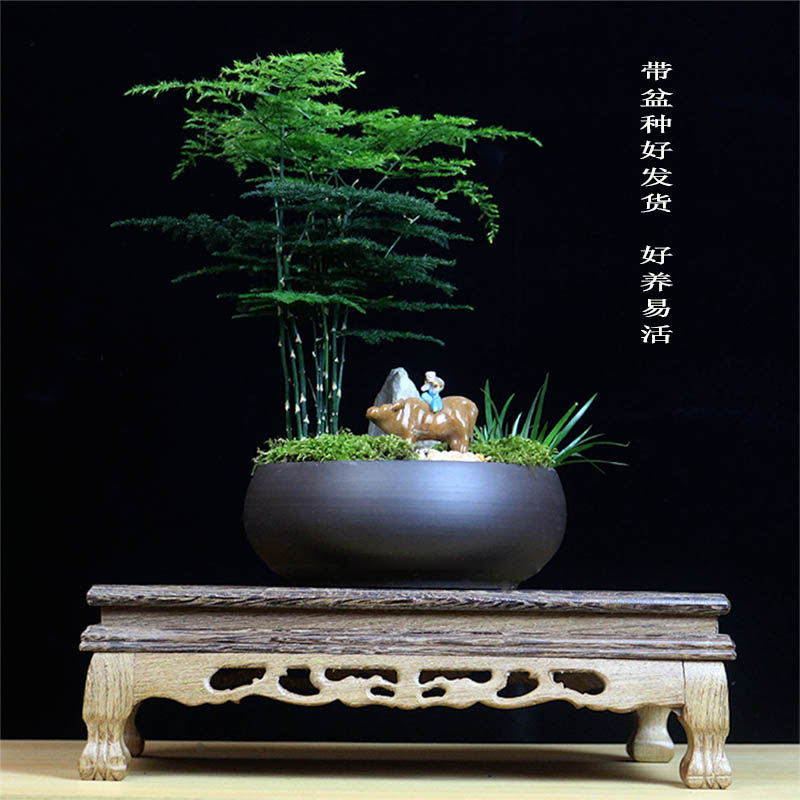 文竹大盆栽植物室内客厅造型盆景好养绿植办公室创意花卉四季常青