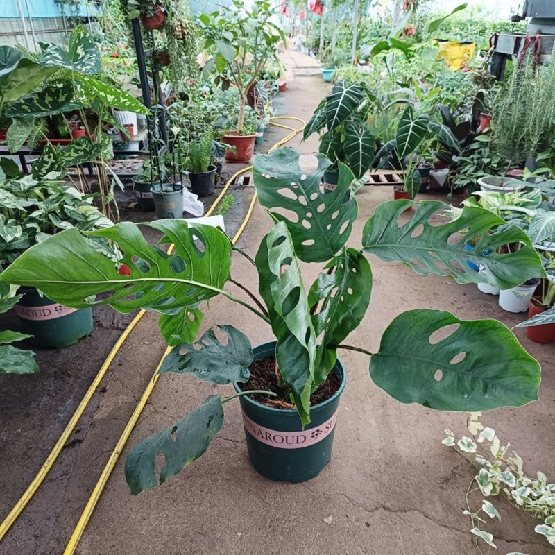 宿雾蓝超大叶杜比亚龟背竹Monstera Dubia 进口稀有盆栽绿植