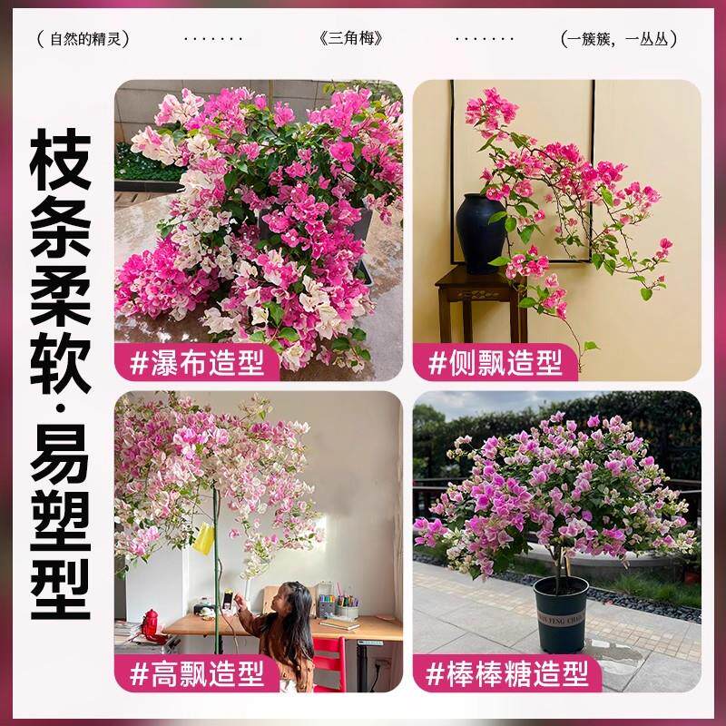 同安红重瓣三角梅盆栽带花苞发货老桩四季开花卉耐寒耐冻室外绿樱