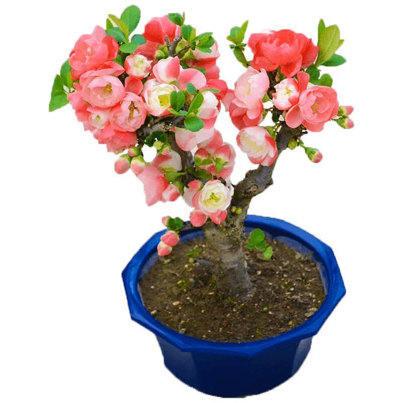 海棠花盆栽树苗重瓣长寿冠盆景老桩绿植庭院植物室内花卉四季好养