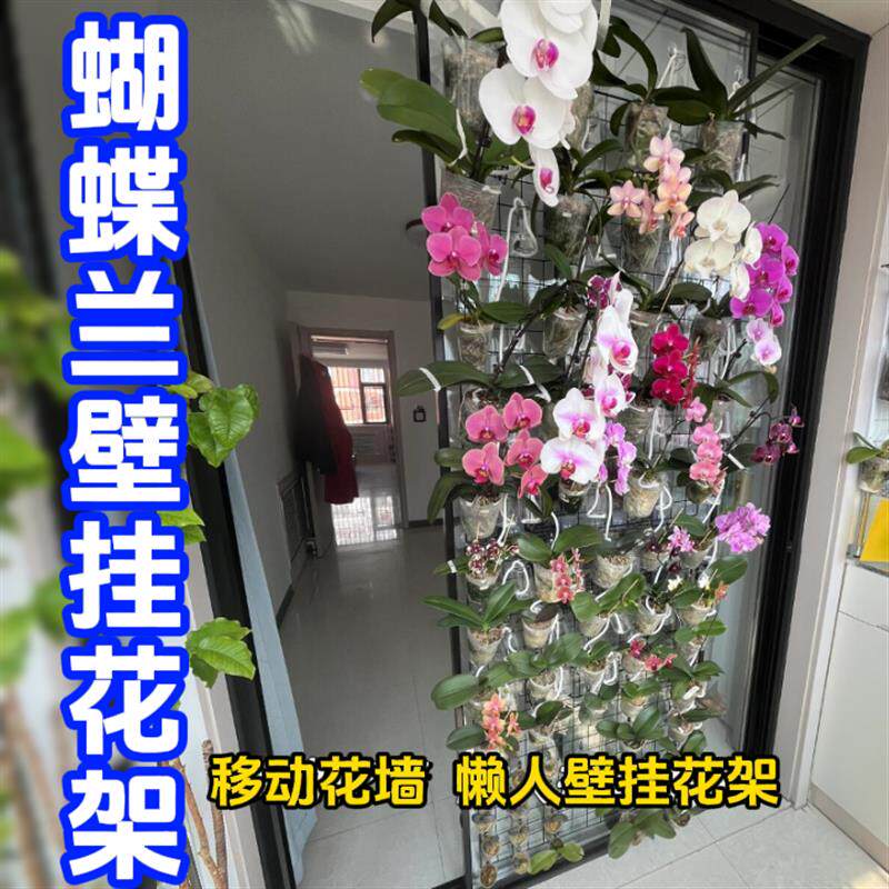 蝴蝶兰专用花架壁挂式悬挂网格上墙花盆托架种植板铁艺室内展示架